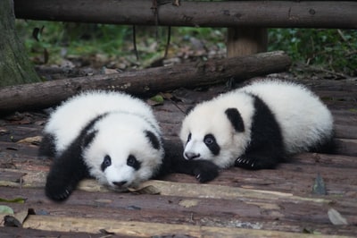 白天两只黑白相间的熊猫躺在地板上